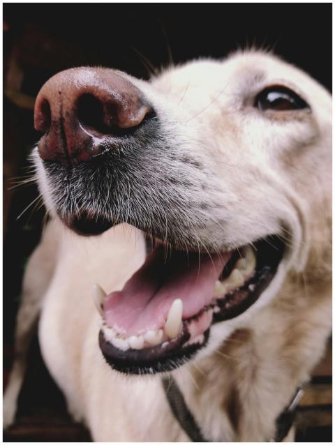 Adorable close-up of a happy golden retriever with