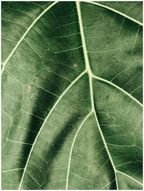 Detailed close-up of a lush green leaf showcasing