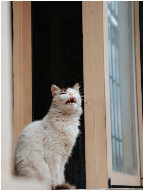 A fluffy white cat sits on an outdoor windowsill,
