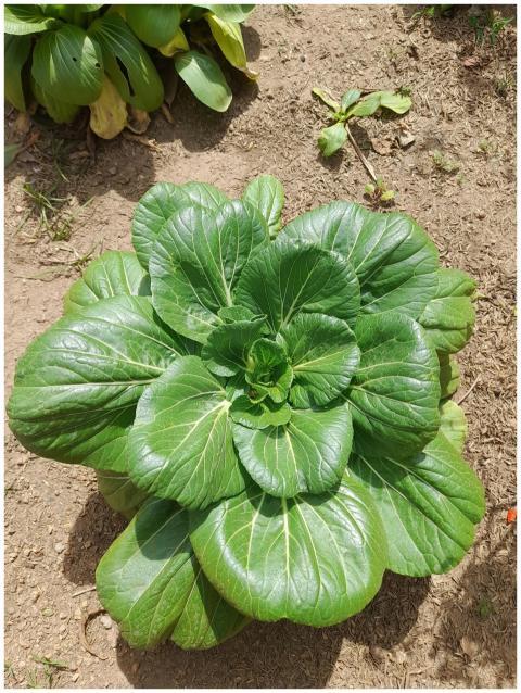 Vibrant bok choy growing in a sunlit garden in Gia