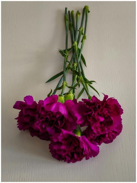 A vivid and elegant bouquet of purple carnations a