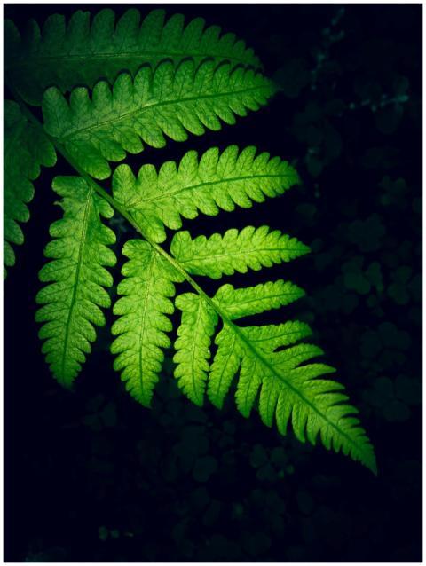 A vibrant green fern leaf on a dark background, pe