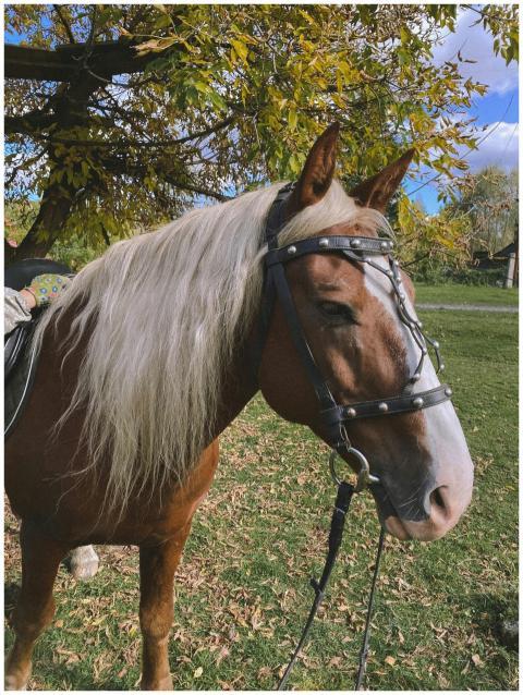 A brown horse with a bridle stands in a pasture su