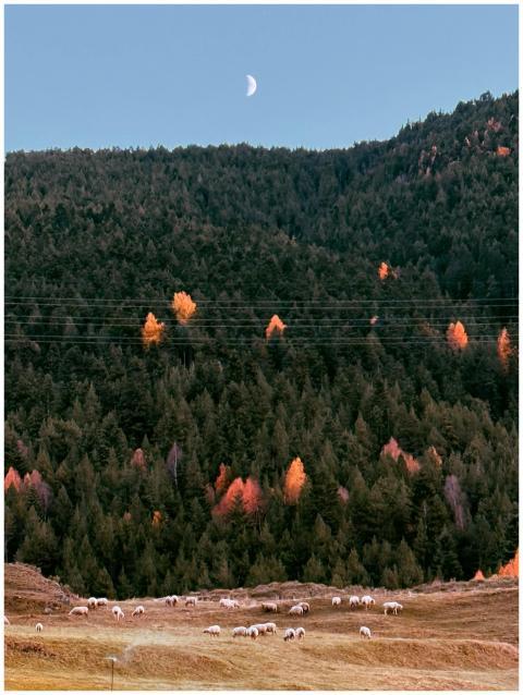A serene view of sheep grazing under a moonlit, au