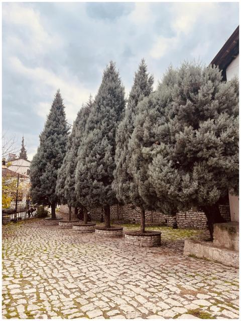 Peaceful alley with tall cypress trees on cobblest