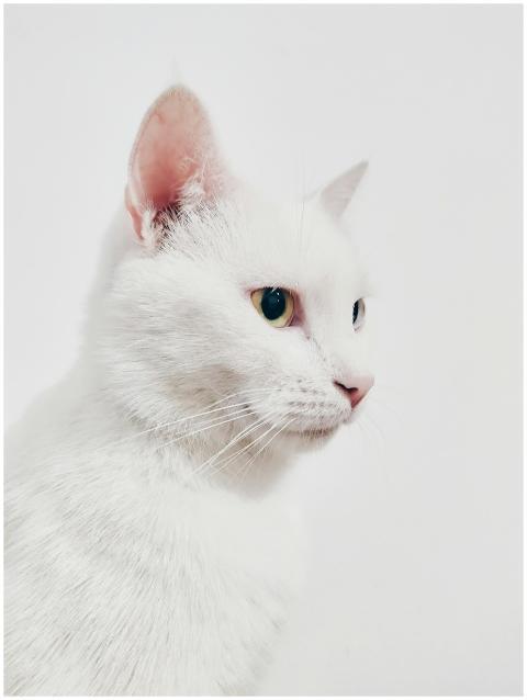 Elegant white cat with green eyes in a close-up sh