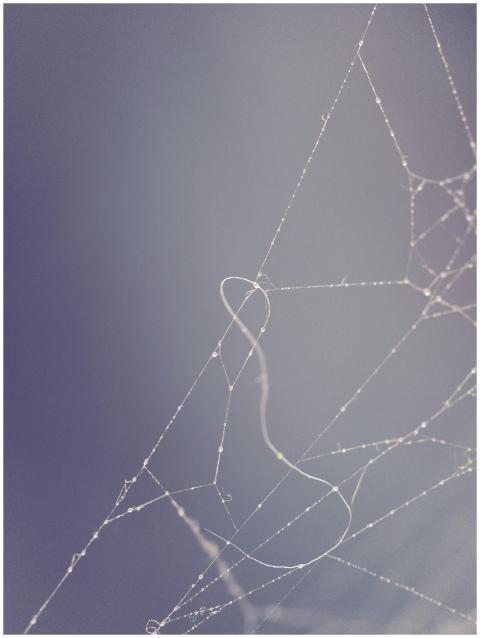 Close-up of a delicate spider web with dew against