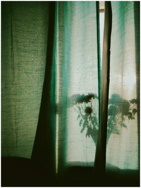 Moody silhouette of flowers behind green curtains