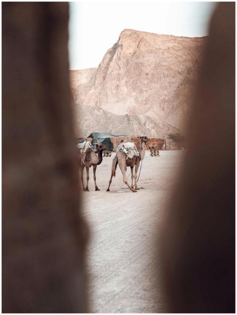 Camels standing in a vast desert landscape framed