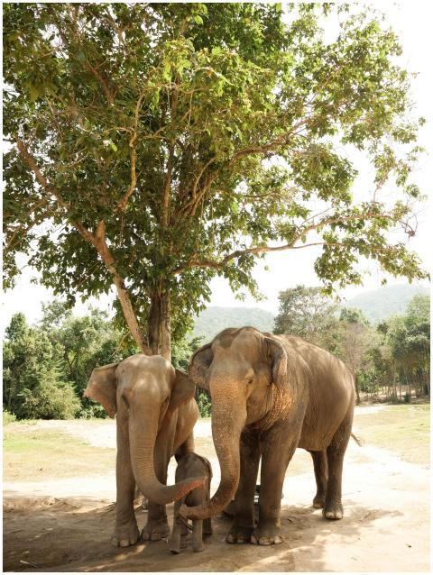 Two Asian elephants relaxing under a tree in a nat