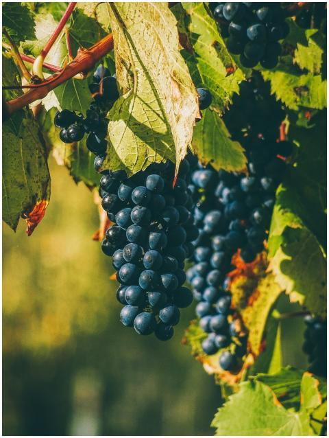 A close-up of ripe purple grapes in a vineyard in