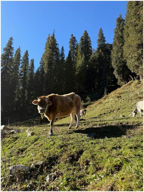 Cow Grazing Green Pastures