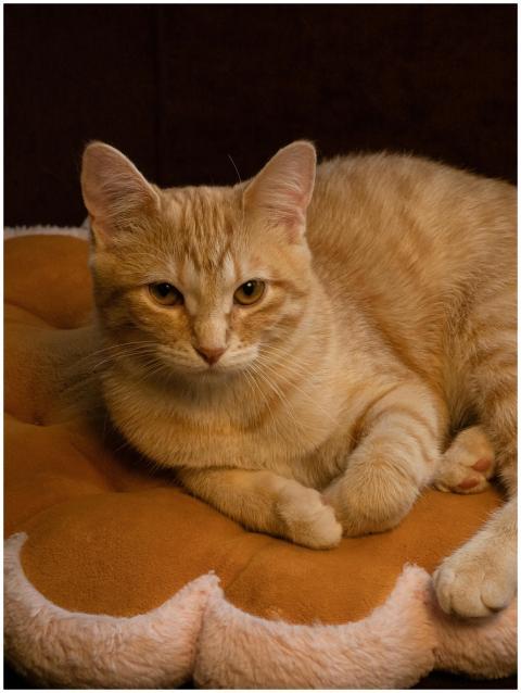 Charming orange cat lounging on a soft pillow, exu