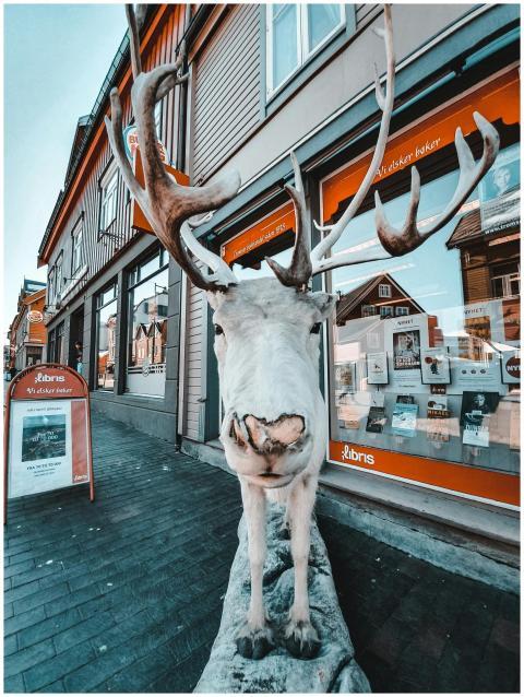 A close-up photo of a taxidermy moose with antlers