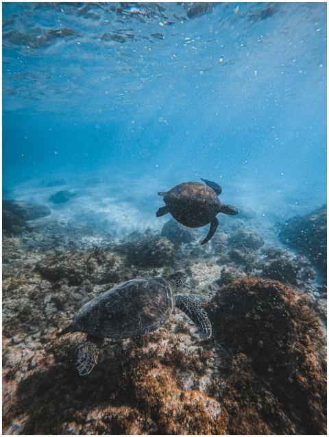 Two marine turtles gracefully swimming underwater