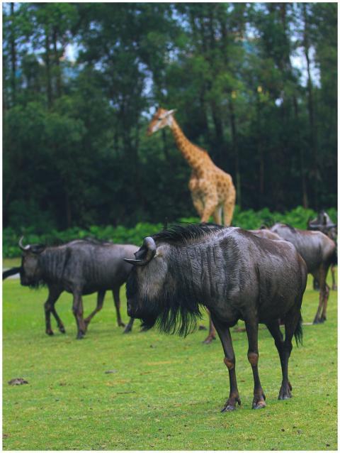 A serene safari scene featuring wildebeests grazin