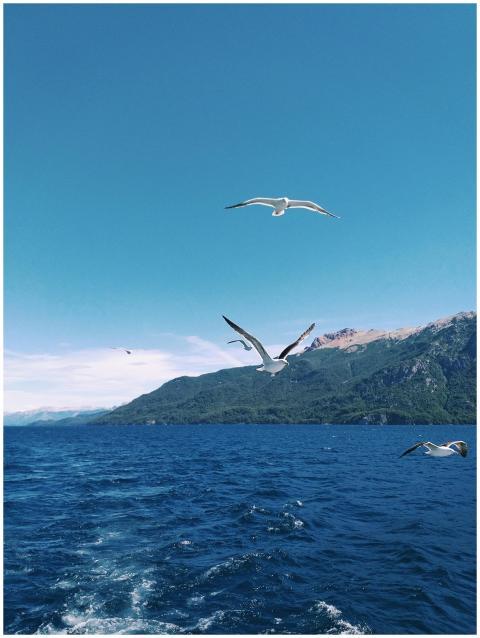 Seagulls soaring over a pristine lake in Neuquen,