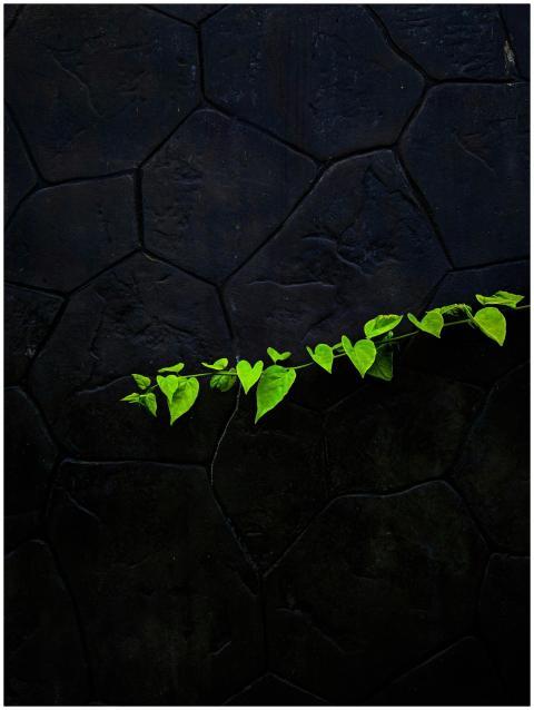 Fragile bright green leaves on plant stem against