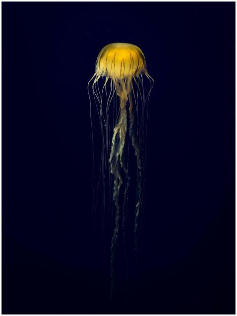 A stunning jellyfish gracefully floats in a deep b