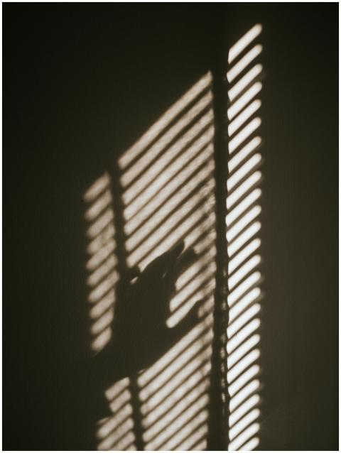 Artistic shadow of a hand on slatted window blinds