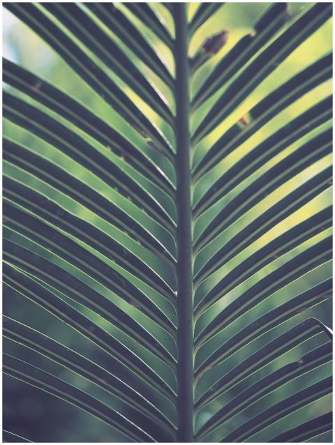 Close-up of a vibrant palm frond in natural sunlig