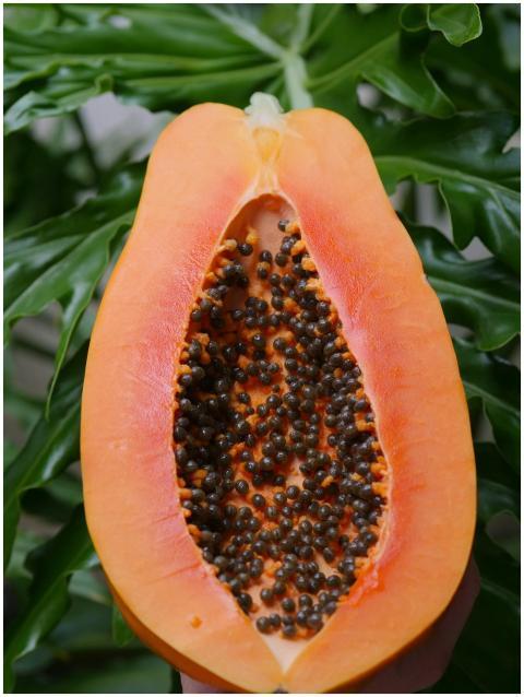 Close-up of a ripe tropical papaya cut in half, sh