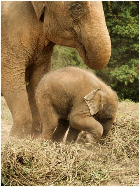Cute baby Asian elephant with parent in lush Thail