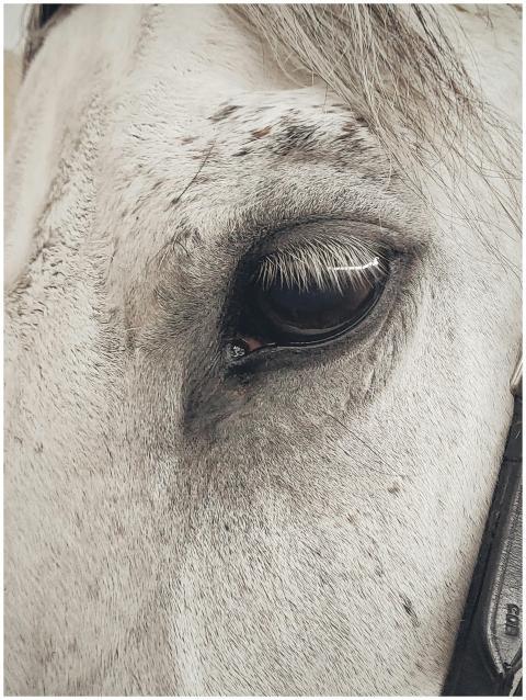 Detailed close-up shot of a horse's eye showcasing