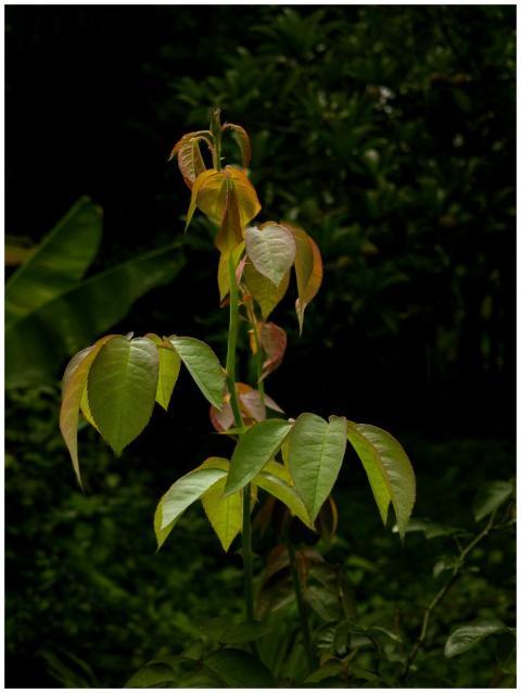 Vibrant Green Plant Lush
