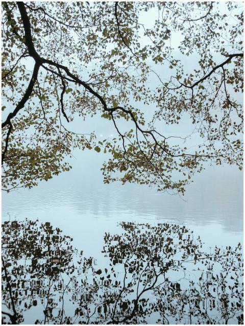 Peaceful lake scene with branches and foliage refl