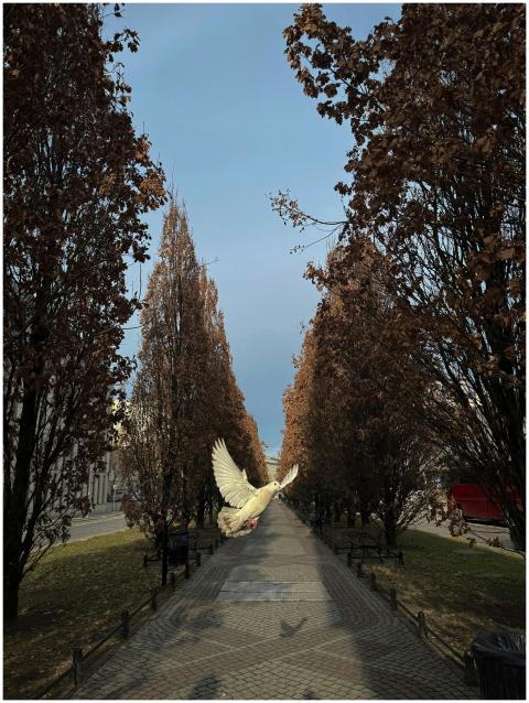 Tranquil Tree Lined Path