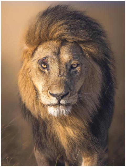 Close-up portrait of a lion in Maasai Mara, Kenya,