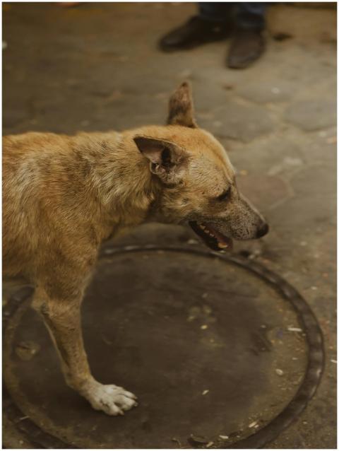 Free stock photo of cairo, dog, egypt