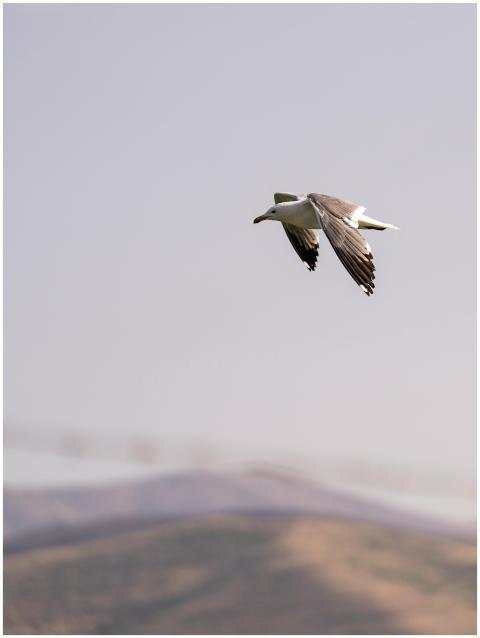 Close-up of an Audouin's Gull (Ichthyaetus audouin