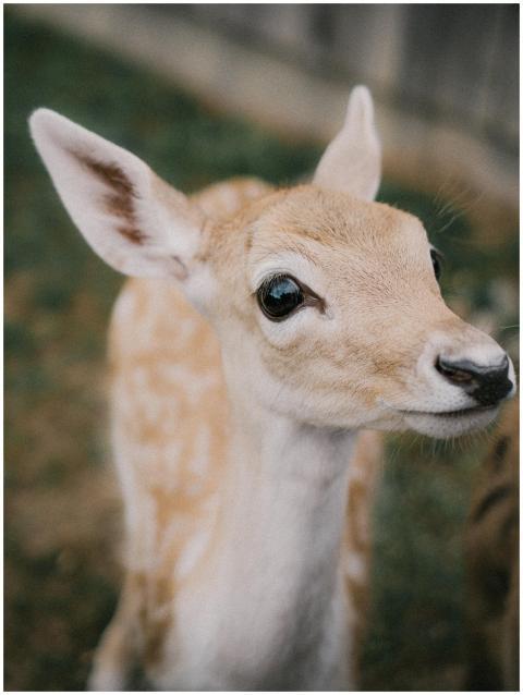Adorable fawn looking at camera in a gentle, outdo