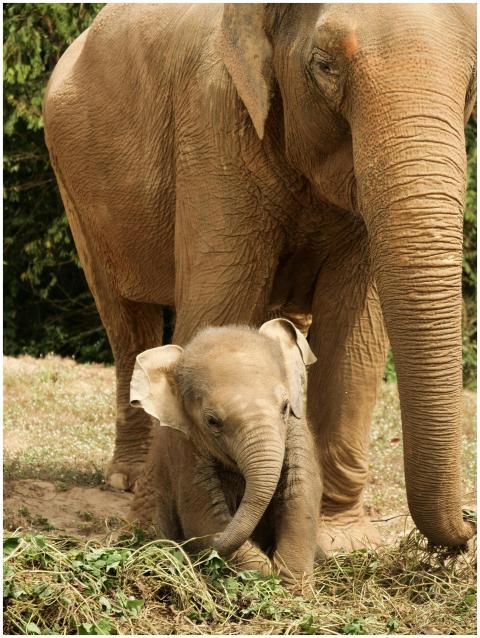 A tender moment between a mother elephant and her