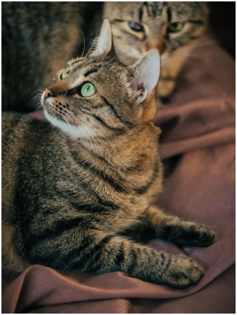 Intimate close-up of two tabby cats with striking