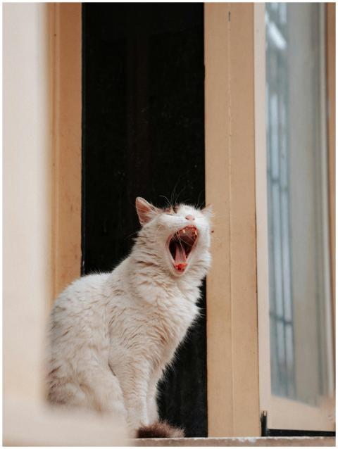 A fluffy white cat yawns gracefully while sitting