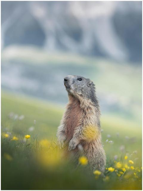 Close-up of a woodchuck in a Trentino-Alto Adige a