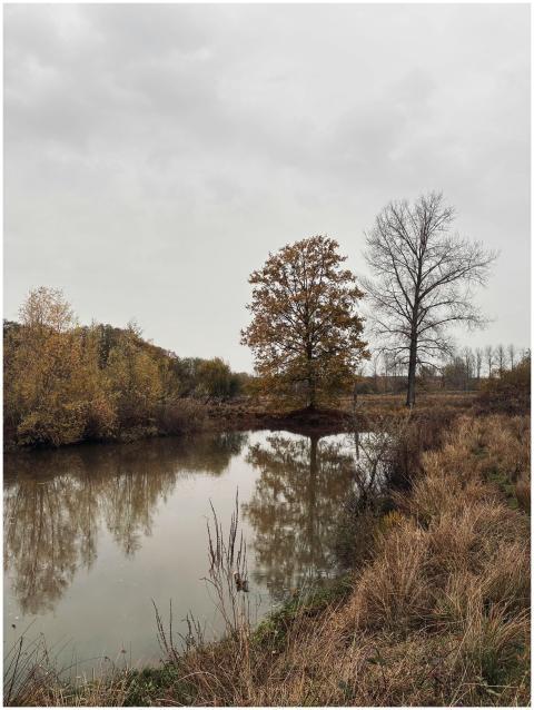 Serene Autumn Landscape Reflective