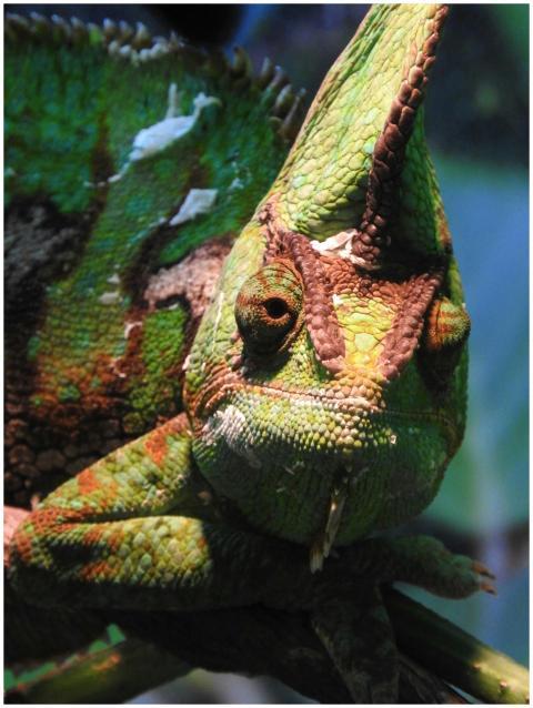 Detailed close-up of a colorful chameleon blending