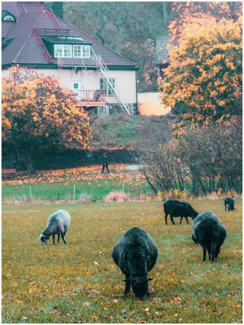 Peaceful sheep grazing in a lush autumn field in G
