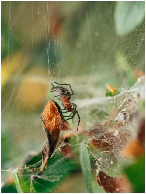 Macro shot of a spider weaving its web amidst natu