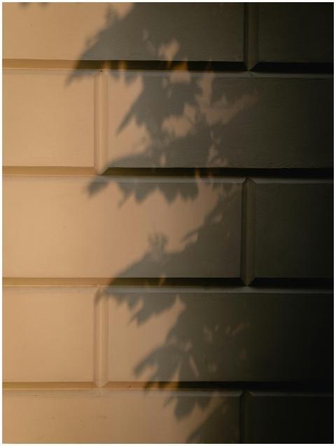 Elegant play of light and shadow with tree leaves