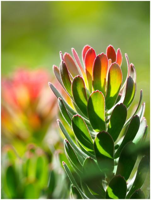 Close-up of a vibrant Leucadendron flower in full