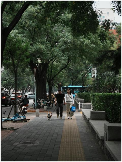 A couple walking their dog on a tree-lined city st