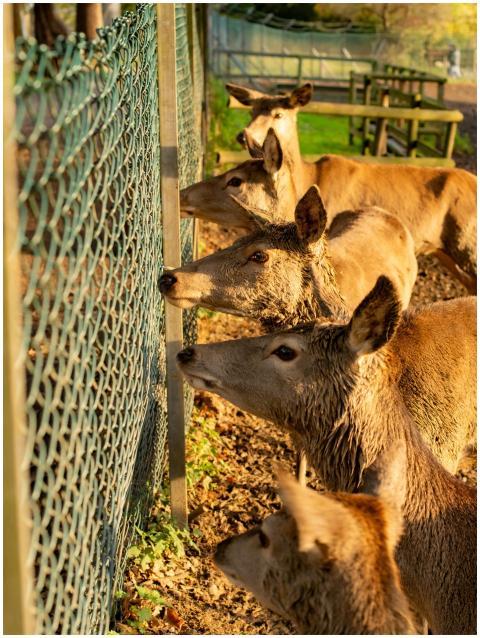 Free stock photo of animal eyes, animals, deer
