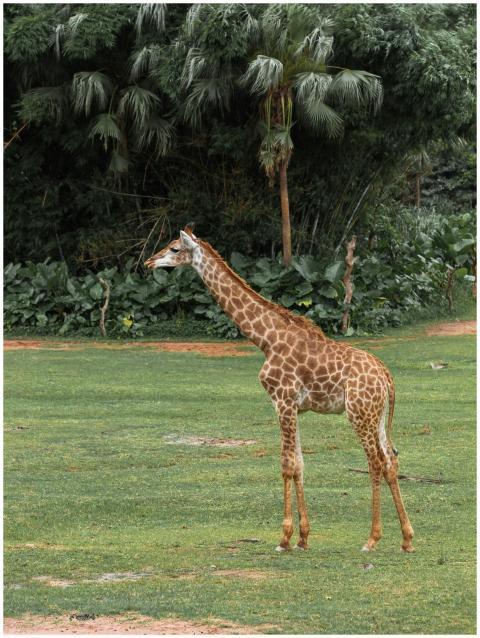A majestic giraffe stands gracefully in a vibrant