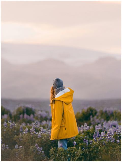 A woman standing in a field of lupines in Iceland,