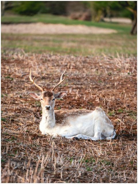 A Young Fallow Deer Resting in an Autumn Field in